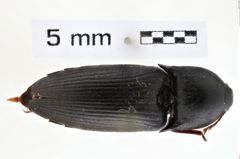 Foto von Bronzegefäß (NHMW-PRAE-026733)